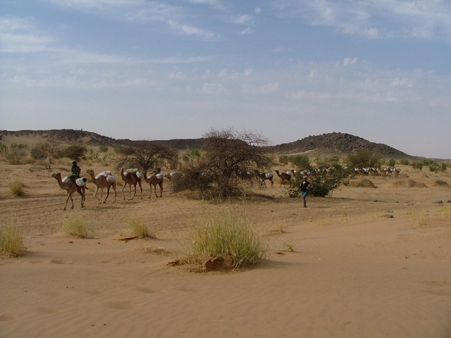Caravane entre Tichit et Oualata