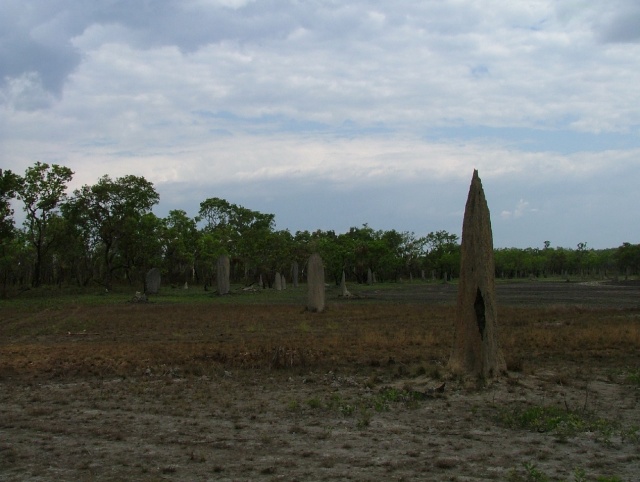 Champ de termitières  magnétiques étrangement alignées