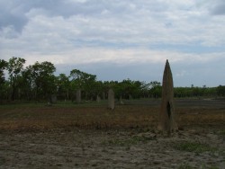 Champ de termitières  magnétiques étrangement alignées