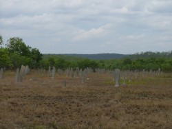Vue d'ensemble de termitières magnétiques