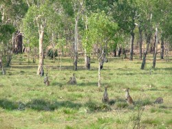 Les kangourous du Kakadu