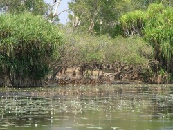 Les canards sauvages sont aussi présents à Kakadu	