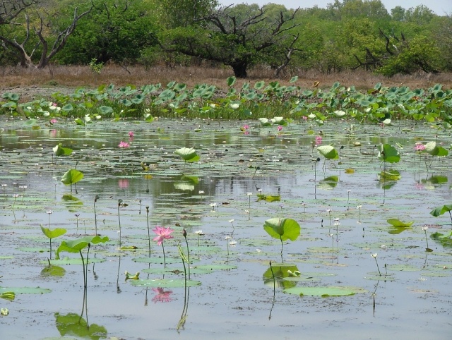 Superbes red lilys des billabongs de Kakadu