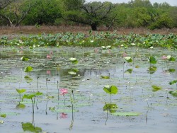 Superbes red lilys des billabongs de Kakadu