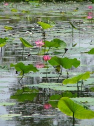 Superbes red lilys des billabongs de Kakadu