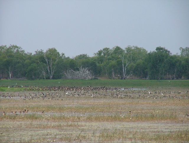 Oiseaux migrateurs en masse à Marmukala