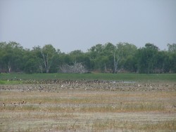 Oiseaux migrateurs en masse à Marmukala