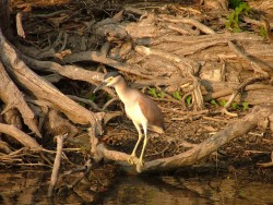 Ici, c'est aussi le paradis des oiseaux