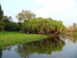 Berges arborées à la végétation variée