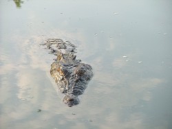 Un croco vu de près mais pas trop quand même !