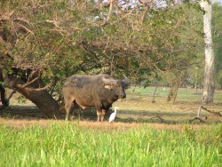 Le buffle importé d'Asie s'est très (trop) bien adapté à ce nouvel environnement