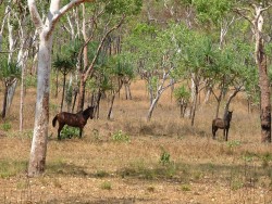 Brumbies, Chevaux sauvages d'Australie