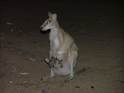 Visiteurs nocturnes au bivouac