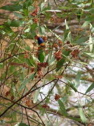Habitant coloré des lieux