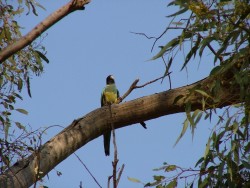Perruche multicolore