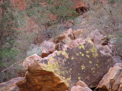 Wallaby à pattes noires