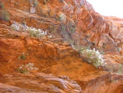 Fleurs éclatantes sur la roche rouge des montagnes
