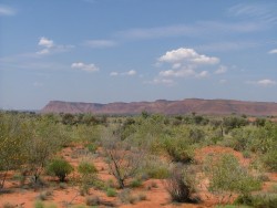 Bush des Mac Donnell Ranges