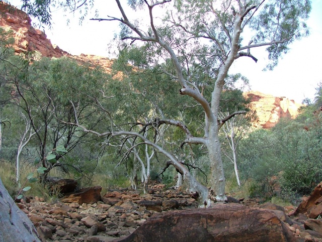 Les surprises de la végétation, eucalyptus au tronc argenté