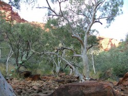 Les surprises de la végétation, eucalyptus au tronc argenté