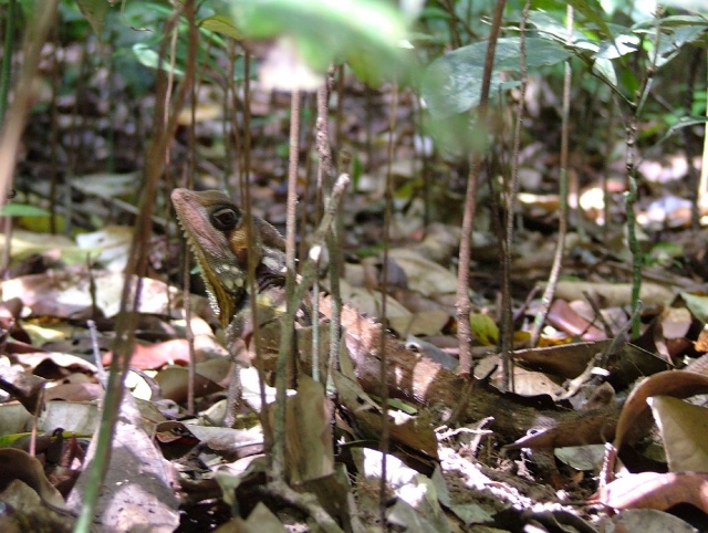 Lézard à collerette au camouflage imparable