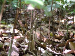Lézard à collerette au camouflage imparable