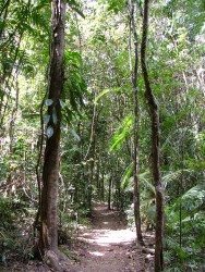 Forêt tropicale humide à la végétation luxuriante qu'on peut découvrir au gré des sentiers aménagés
