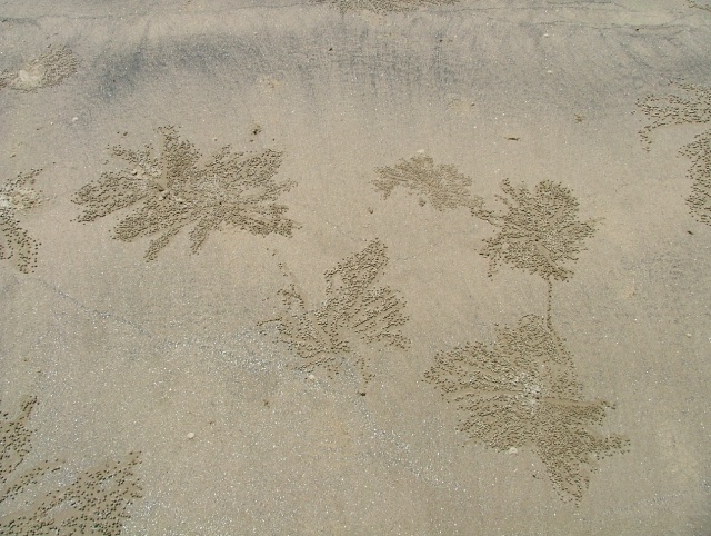 Oeuvre picturale de la nature