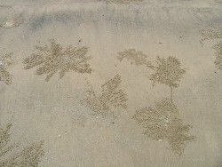 Oeuvre picturale de la nature