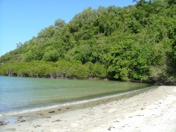 Mangrove confondue dans la forêt tropicale