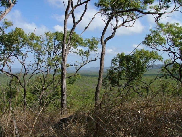 Bush arboré