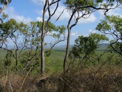 Bush arboré