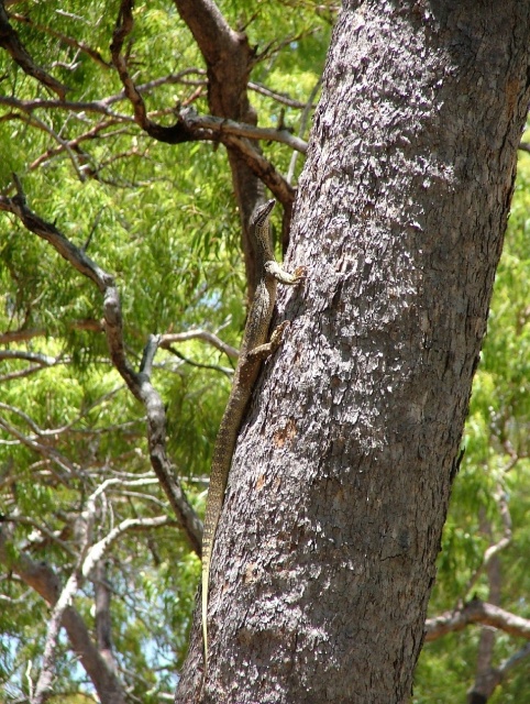 Encore un nouveau lézard