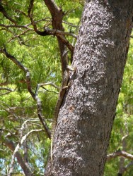 Encore un nouveau lézard
