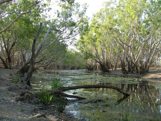 Billabong à LakeField NP