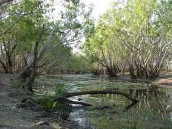 Billabong à LakeField NP