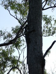Lézard à collerette, toujours aussi bon grimpeur
