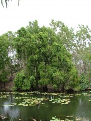 Billabong ou la résistance du trou d'eau dans toute sa splendeur