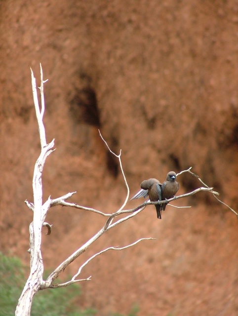Nouvelles découvertes d'oiseaux