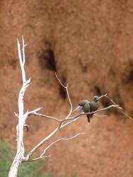 Nouvelles découvertes d'oiseaux