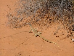 Un varan de plus
