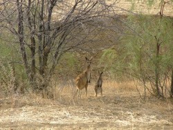 Kangourou Family en spectateurs attentifs