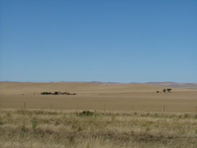 Champs de céréales jaunies par le soleil