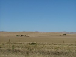 Champs de céréales jaunies par le soleil