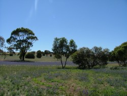 La campagne à l'australienne, un champ couvert de fleurs violettes et les inébranlables eucalyptus
