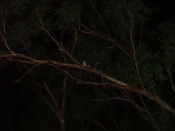 Un invité nocturne