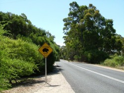 Pour une fois, c'est pas pour les kangourous