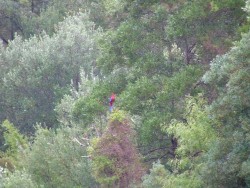Une tâche de couleur dans la forêt sombre attire forcément l'oeil