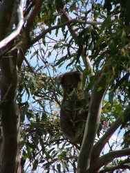 Enfin les plus célèbres habitants de l'Australie