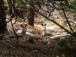 Les kangourous ne sont pas en reste